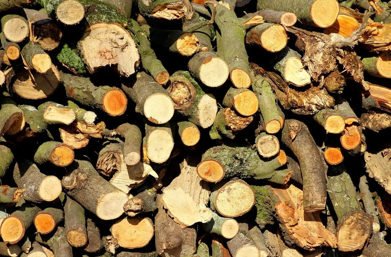 Heap of freshly cut trunk and branch sections in many sizes