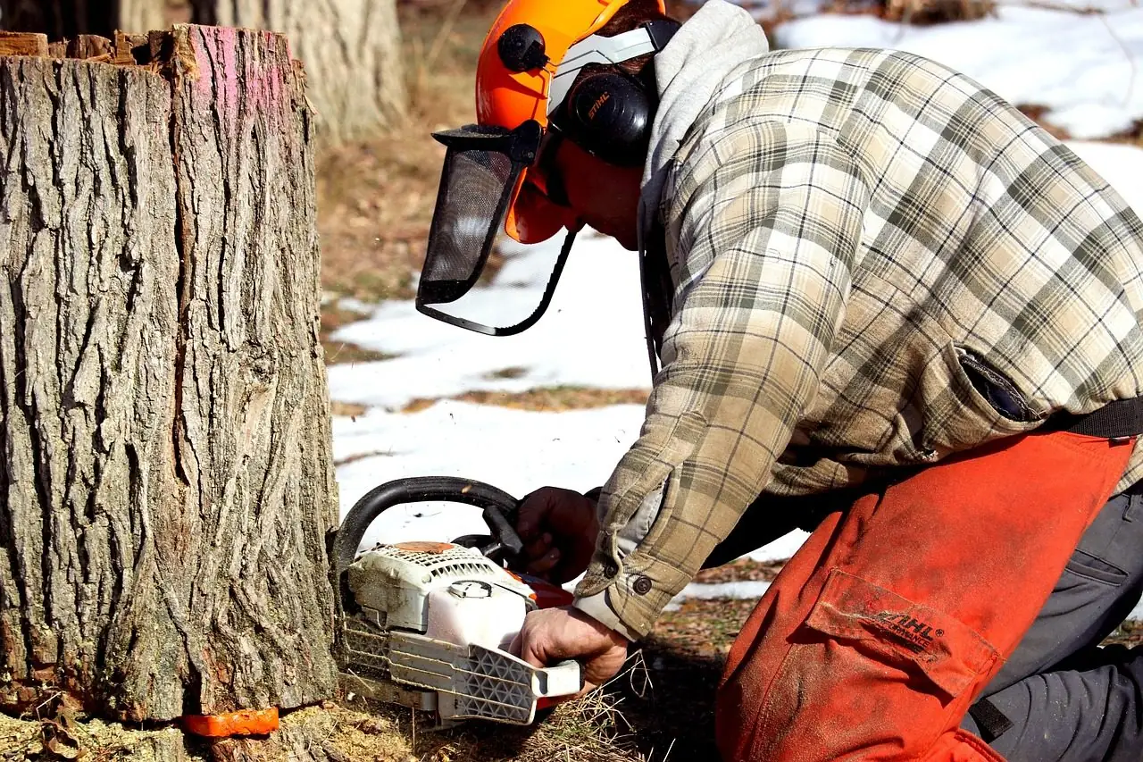 Man in a helmet with a face screen running a chainsaw into the base of a thick trunk